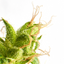 CBD in your beauty routine - Go Out, n°90 May 2021